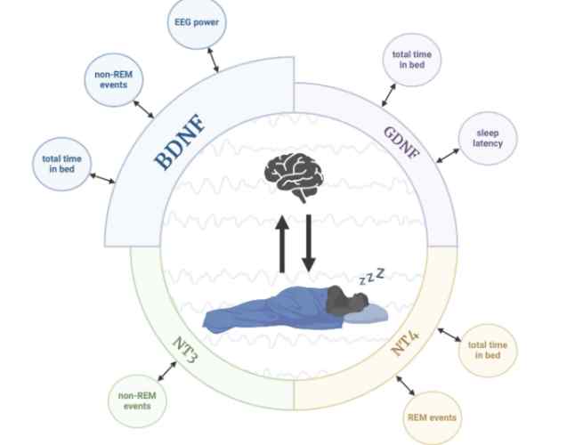 核心睡眠是什麼意思