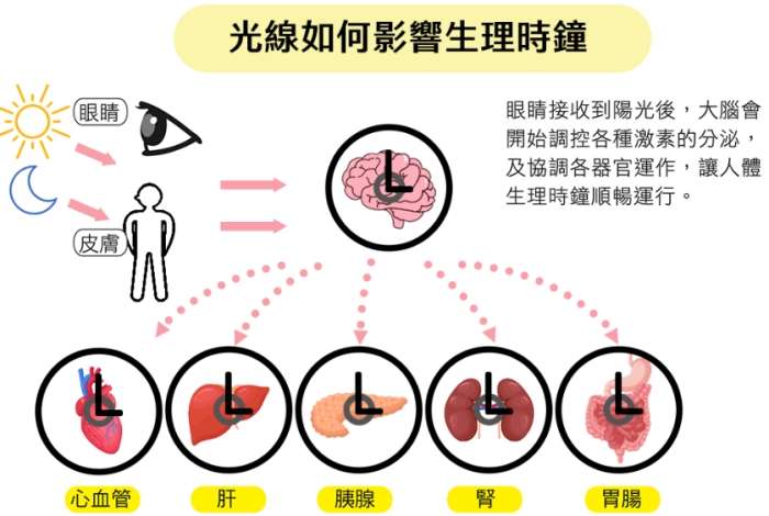 如何調節生理時鐘